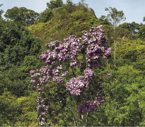 Imagem: Fotografia. Destaque de uma área com muitas árvores.  Fim da imagem.
