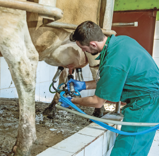 Imagem: Fotografia. Um homem uniformizado e com luvas está de pé ao lado de uma plataforma e manipula a mama de uma vaga com equipamentos de ordenha ligado a tubos.   Fim da imagem.
