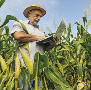 Imagem: Fotografia. Um senhor de camiseta e chapéu está em meio a um pé de milho segurando um computador.  Fim da imagem.