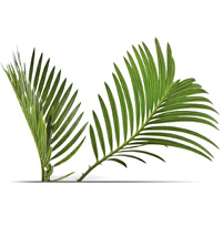 Imagem: Fotografia. Destaque longos caules verdes segmentados. Fim da imagem.