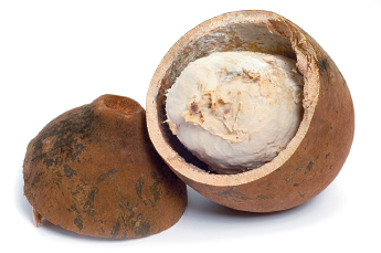 Imagem: Fotografia. Fruta aberta com casca grossa marrom e fruto liso, claro, sólido, com aspecto arredondado.  Fim da imagem.