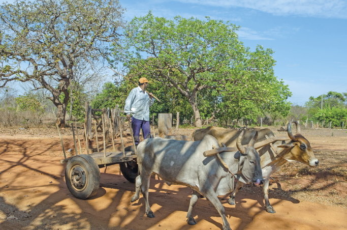 Imagem: Fotografia. Em uma estrada de terra, dois animais puxam o carro de boi, que apresenta carroceria de madeira de rodas pequenas de borracha. Ao lado, um homem de camisa, calça e boné caminha. Ao fundo, muitas árvores.  Fim da imagem.