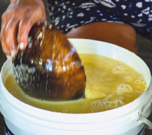Imagem: Fotografia. Destaque da mão de uma pessoa que manipula com uma cumbuca um sumo amarelo dentro de um balde.   Fim da imagem.
