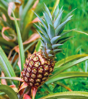 Imagem: Fotografia. No pé de arvore, uma fruta em formato ovalar com casca amarelo-escura de aspecto áspero e coroa grossa ramificada.  Fim da imagem.