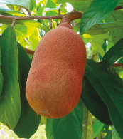 Imagem: Fotografia. No pé de árvore, uma fruta com formato ovalar de casca marrom esverdeada lisa e grossa.  Fim da imagem.