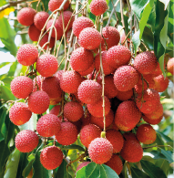 Imagem: Fotografia. No pé, um cacho de frutas redondas com casca rosada de aspecto áspero.  Fim da imagem.
