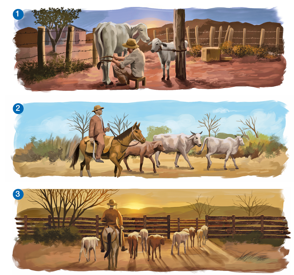 Imagem: 1. Ilustração. Em uma área rural, um senhor de camisa, calça e chapéu está sentado em uma banqueta de madeira enquanto faz a ordenha em uma vaca. Ao lado, o bezerro está amarrado em um toco de madeira. O espaço tem uma cerca de madeira e arame e pouca vegetação.  2. Ilustração. Em uma estrada de terra com arbustos, um homem de camisa, calça e chapéu a cavalo observa o gado. 3. Ilustração. No pasto, próximo a um gradil de madeira, um homem de camisa, calça e chapéu a cavalo acompanha os bezerros.   Fim da imagem.