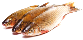 Imagem: Fotografia. Três peixes escamosos. Fim da imagem.