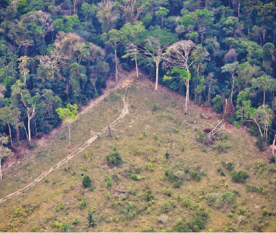 Imagem: Fotografia. Vista aérea de uma área verde com parte desmatada e parte com mata.  Fim da imagem.