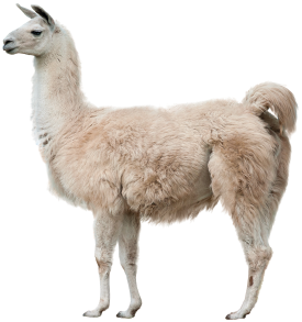 Imagem: Fotografia. Uma lhama de pelagem volumosa e clara. Fim da imagem.