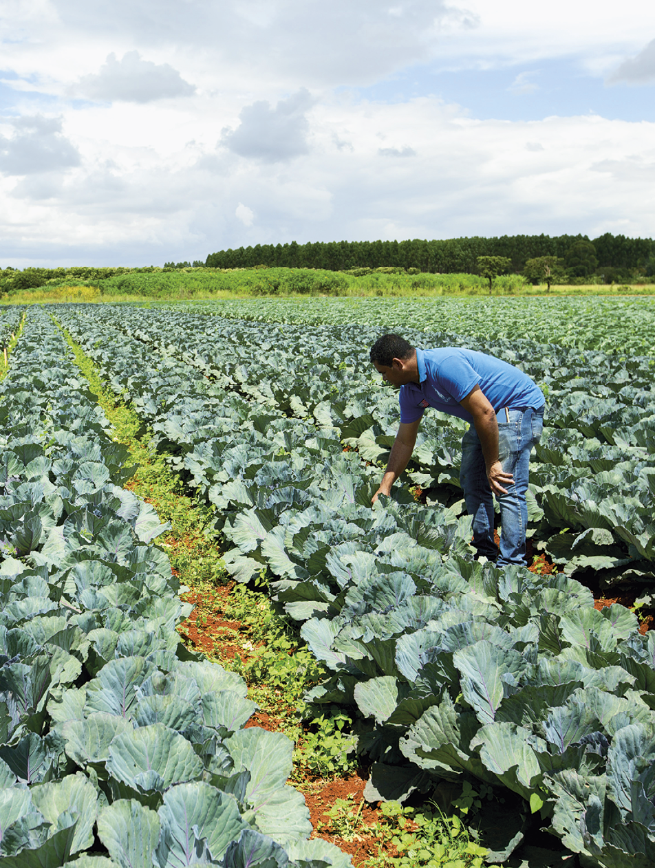 Imagem: Fotografia. Um homem de camiseta e calça está em meio a uma vasta plantação de hortaliças. Ele está com as costas curvadas para frente e toca em um ramo. Ao fundo, outra plantação e árvores. Fim da imagem.