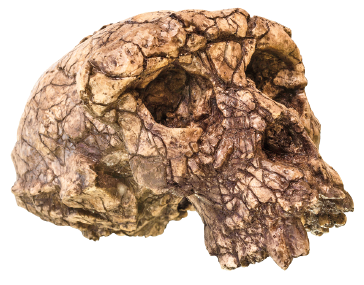 Imagem: Fotografia. Um crânio que apresenta as cavidades dos olhos e nariz e parte da arcada dentária. A região da cabeça é pequena e a superfície apresenta fissuras.  Fim da imagem.