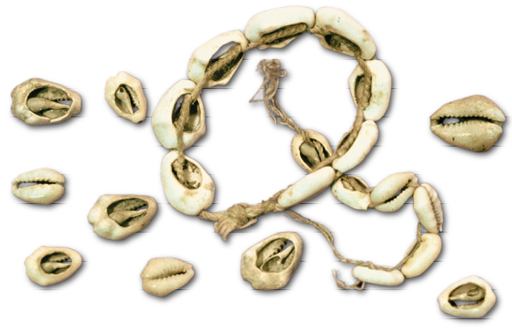 Imagem: Fotografia. Um punhado de pequenas conchas brancas que apresentam aspecto ovalar e são abertas de um lado e apresentam uma pequena fenda com rebarbas do outro. Ao centro há uma pulseira de corda com as conchas. Fim da imagem.