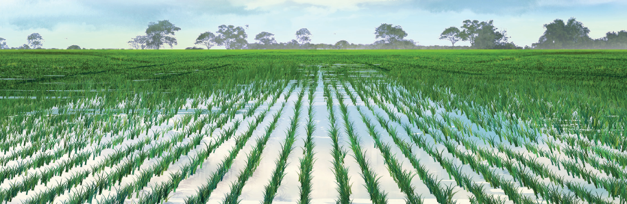 Imagem: Ilustração gráfica. Paisagem composta por extensa plantação de arro, com ramos expostos em tom de verde. No horizonte, árvores. Fim da imagem.