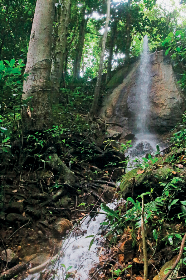 Imagem: Fotografia. Destaque do interior da mata onde corre um rio sobre pedras e entre árvores. Fim da imagem.